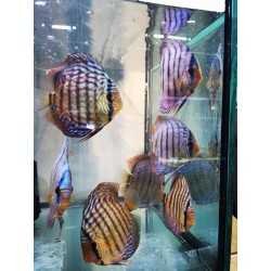 DISCUS ROSSO TURCHESE 13/15 cm