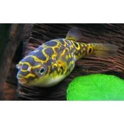 Pesce palla Tetraodon Biocellatus "Acht" 2