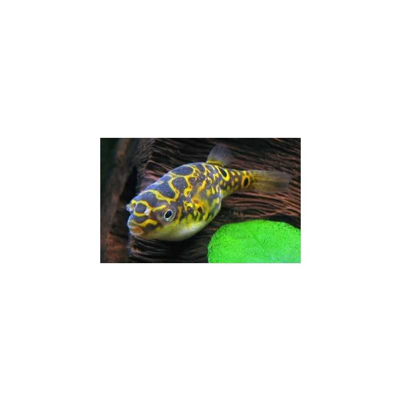 Fish Ball Tetraody Biocellatus "Acht"
