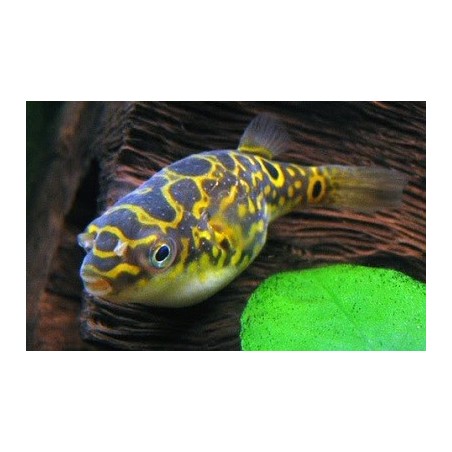 Balle de poisson Tetraody Biocellatus "Acht"