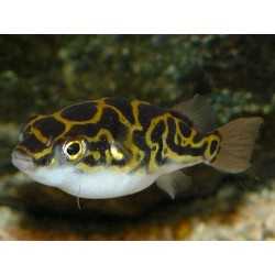 Pesce palla Tetraodon Biocellatus "Acht"