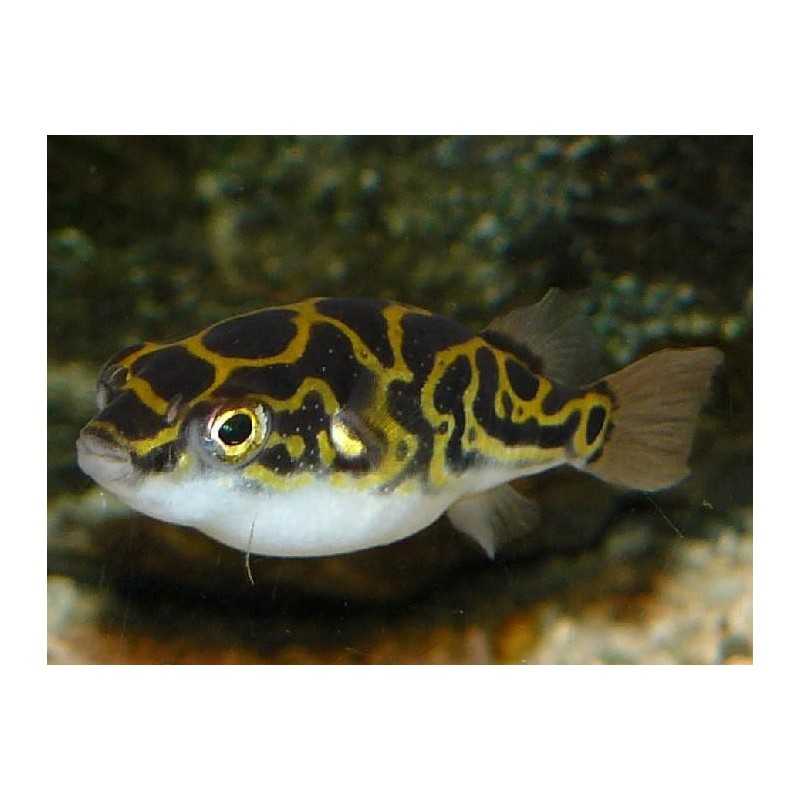 Pesce palla Tetraodon Biocellatus "Acht"