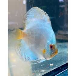 Discus Bleu Snake 8-9 cm