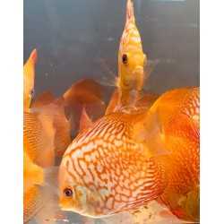 Discus Pigeon Red Map 8-9 cm 2