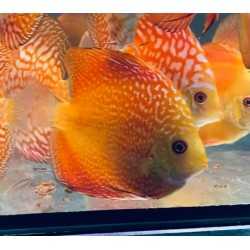 Discus Pigeon Snake 8-9 cm 2