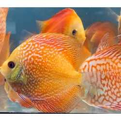 Discus Pigeon Snake 8-9 cm