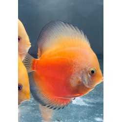 Discus Pigeon White and Red 8-9 cm