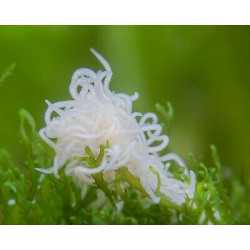 Enchytraeus Albidus Chironomus White 90 ml Live Fish Food...