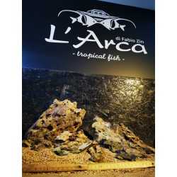 Pierre de dragon rocheux