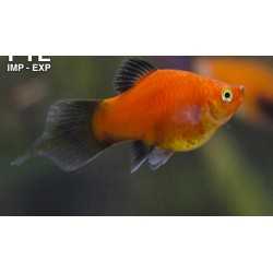 Platy Spitz Wag