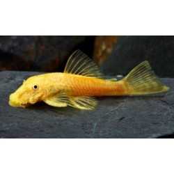 Ancistrus Gold sm