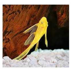 Ancistrus Gold Pinne avec Velo SM