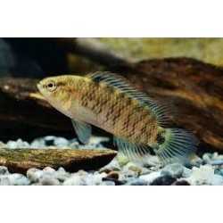 Badis Badis