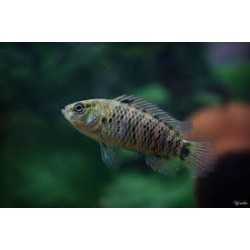 Badis Badis 2