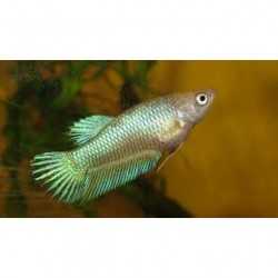 Betta female 2