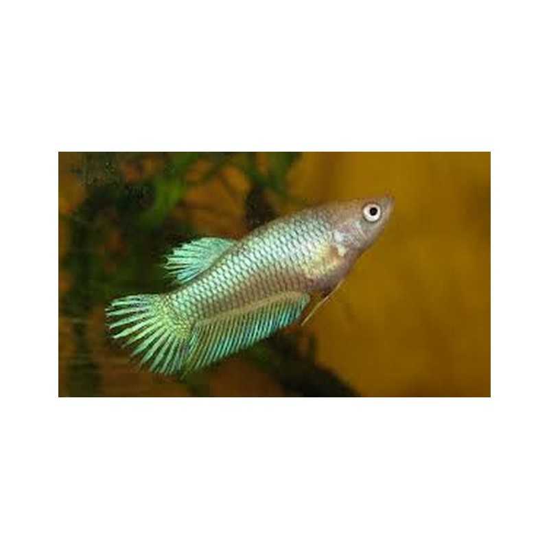 Betta femme