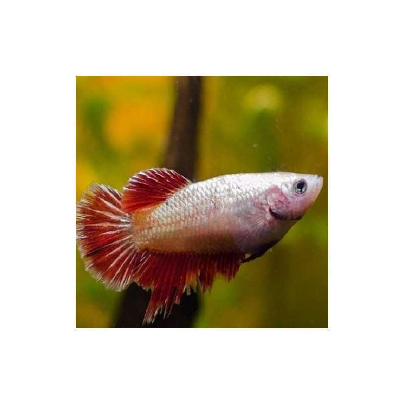 Betta female