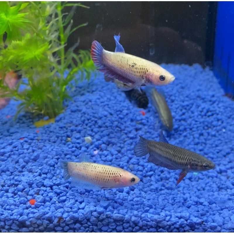 Betta femme
