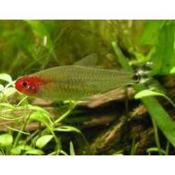 Petitella Hemigrammus Bleheri Georgiae 2