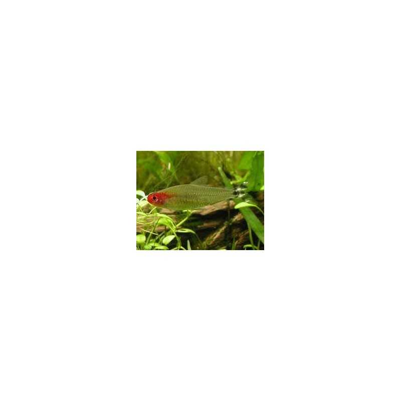 Petitella Hemmigrammus Bleheri Georgiae