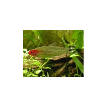 Petitella Hemigrammus Bleheri georgiae