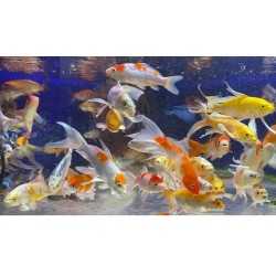 KOI SELECT 13-15 cm Icing Pins Carp to Butterfly
