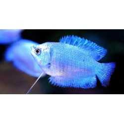 Colisa Lalia Cobalt