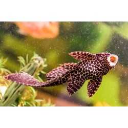Plecostomus Gibbiceps