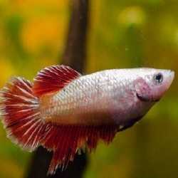 5 betta female for € 20