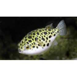 Pesce palla Tetraodon Fluviatilis