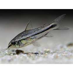 Corydoras Pygmaeus Nano