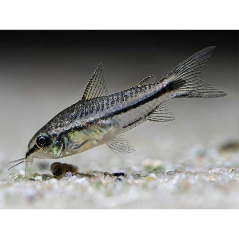 Corydoras Pygmaeus Nano