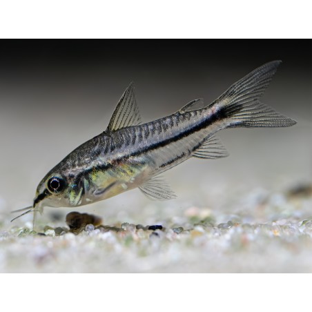 Corydoras Pygmaeus Nano