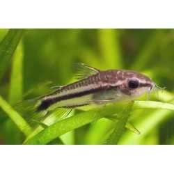 Corydoras Pygmaeus Nano 2