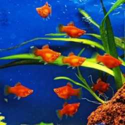 Platy Coral Red Baloon