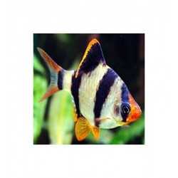 Barbus tetrazona taglia ML