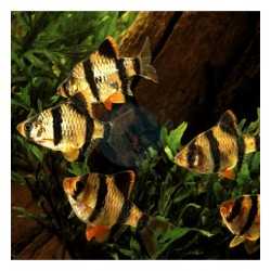 Barbus tetrazona taglia ML 2