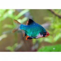 Barbus tetrazona GREEN taglia ML