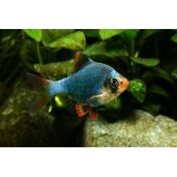 Barbus Tetrazona Green size ml 2