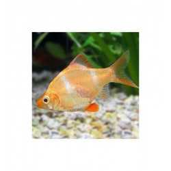 Barbus Tetrazona Albino size ML