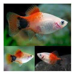 PLATY Red White Mickey Mouse Xiphophorus maculatus 2