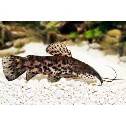 Hoplosternum thoracatum pesce gatto calloso