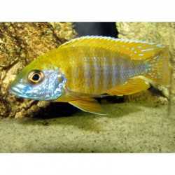 AULONOCARA BAENSCHIB - YELLOW PEACOCK ciclidi