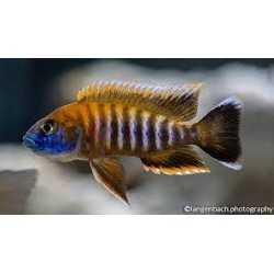 AULONOCARA JACOBFREIBERGI ciclidi 2