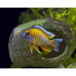 Aulonocara Jacobfreibergi cichlidi