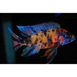 AULONOCARA SP. OB PEACOCK ciclidi