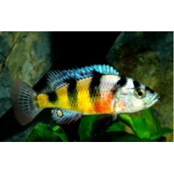 Haplochromis obliquidens cichlids