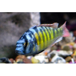 Haplochromis Ch44 cichlids