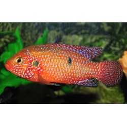 HEMICHROMIS BIMACULATUS