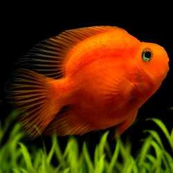 Cichlid hybride - Personnel de sang 10 cm